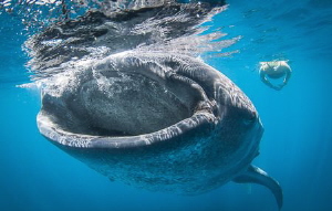 Natural light Whaleshark feeding by Steven Miller 